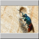 Chrysis ignita - Goldwespe 07d.jpg